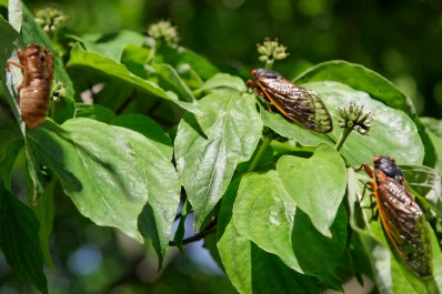 cicada_trio.jpg