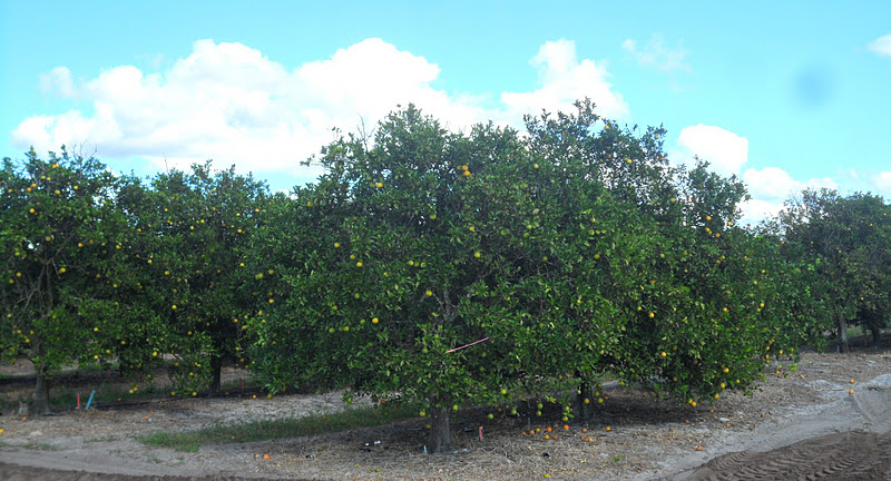 orangegrove.JPG