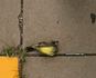 Geometrydeadbird.jpg