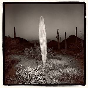 misrachsaguaro1.jpg