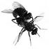 catherinechalmersfly.jpg