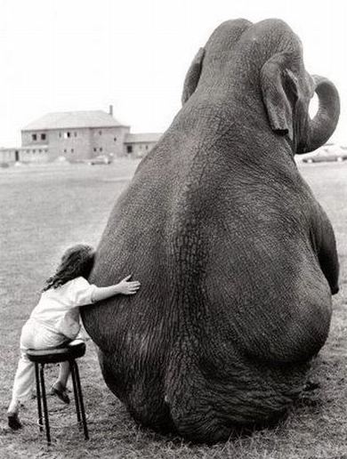 elephantgirl.jpg