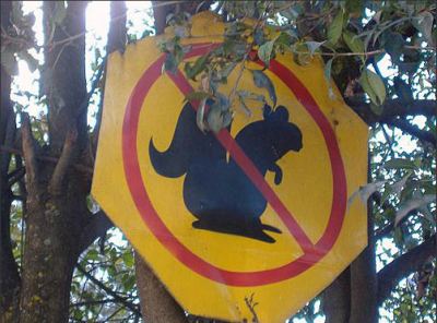 streetsignsquirrel.jpg