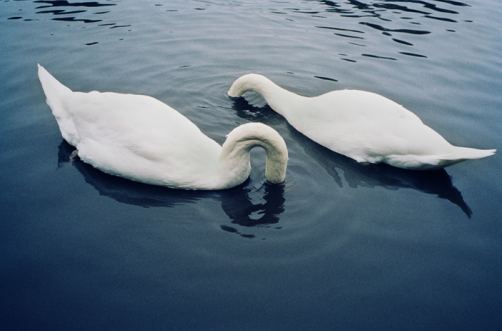 willroganswans.jpg