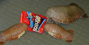 giantisopods_doritoscriooed.jpg