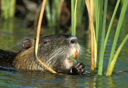 nutria-sized.jpg