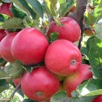 apple-tree apple-tree