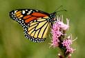 butterfly.jpg