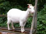 goat.jpg