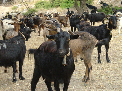 goats.jpg