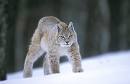 lynx.jpg