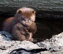 mink.jpg