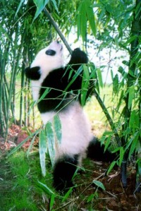 panda2.jpg