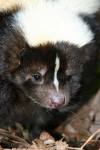 skunk.jpg