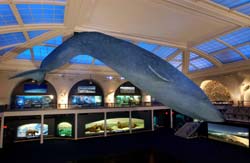 whale.jpg