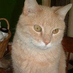 Tanger: My Late and Favorite Editor