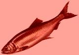 553462-redherring_large.jpg