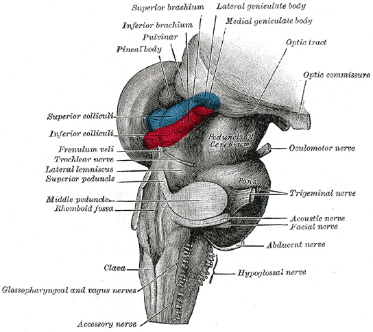 BrainStem.jpg