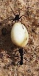Ants