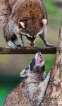 RacoonArgument