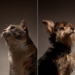 CatDog