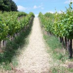Vineyard