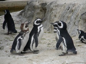 PenguinConspiracy