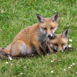 Red_Fox_(Vulpes_vulpes)_(4)