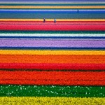 Tulip fields in Holland