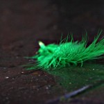 Photo: "The Green Feather" by Sheree Zielke from Flickr. Used under Creative Commons license.