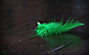 Photo: "The Green Feather" by Sheree Zielke from Flickr.  Used under Creative Commons license.