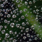 Photo: “Wet Spider Web” by Brad Smith from Flickr. Used under Creative Commons license.