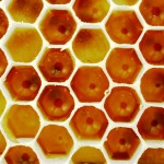"Honeycomb" by nene9 from Flickr. Used under Creative Commons license.