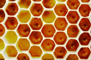 "Honeycomb" by nene9 from Flickr. Used under Creative Commons license.