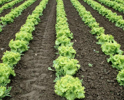 lettuce