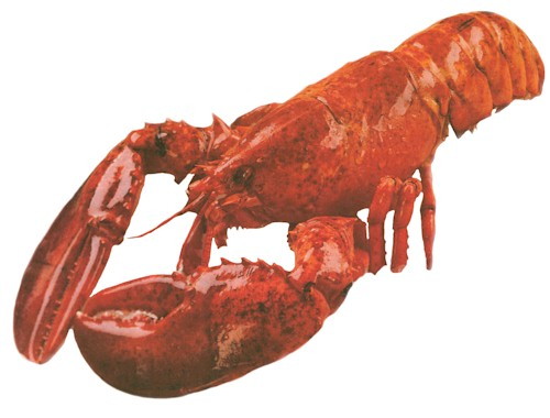 kosher lobster.jpg