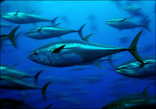 http://www.artsjournal.com/outthere/bluefin-tuna_greenpeace.jpg
