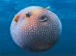 pufferfish.jpg