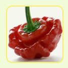 scotch_bonnet_pepper.jpg