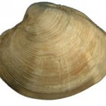 Littleneck clam