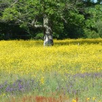 meadow meadow