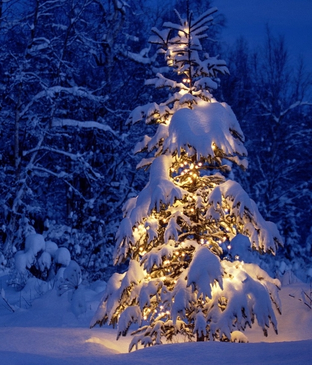 Christmas-Tree.jpg