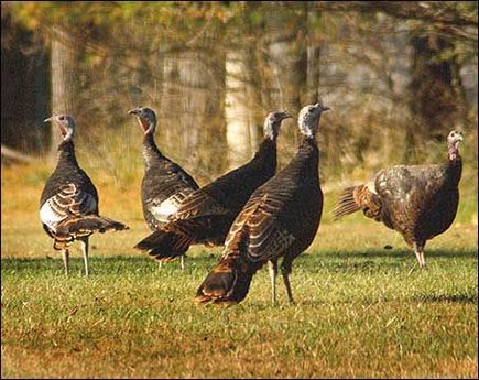 Wild Turkeys.jpg