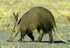 Thumbnail image for aardvark.jpg