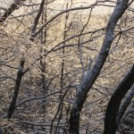 ice-on-trees