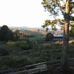 Djerassi11