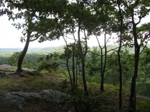 Trees at Ives Trail