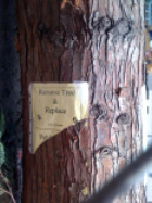 Bsimpsontree.jpg