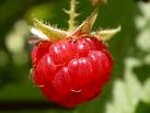 Thumbnail image for raspberry.jpg