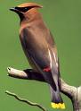 Cedar Waxwing.jpg